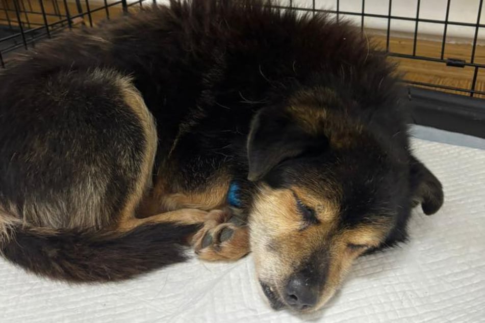 Fortunately, this dog can now find some peace again.