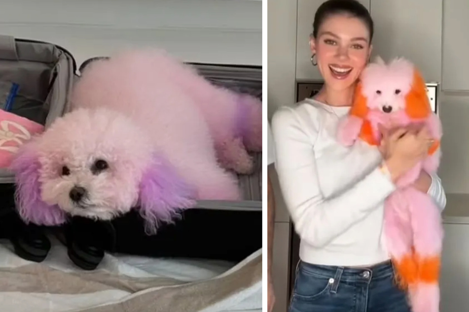 Nicola Peltz-Beckham's doggy dye job sparks heated debate