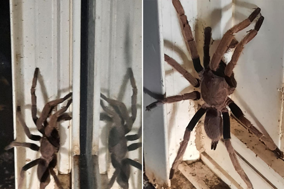 Dogs, cats, and other pets shouldn't get too close to spiders like this (collage).