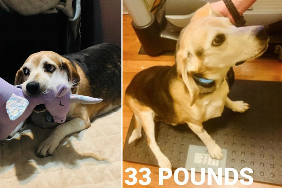 Wolfgang's toy animals helped the four-legged friend lose weight. He now weighs only 33 pounds!