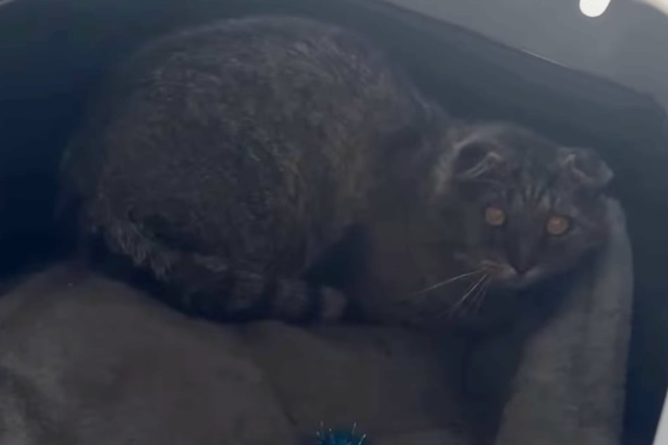 Charles the cat is still very shy.