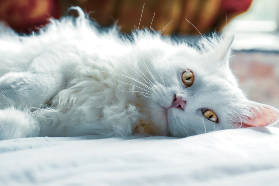 If cats aren't given enough attention they can get bored and quickly start acting up.