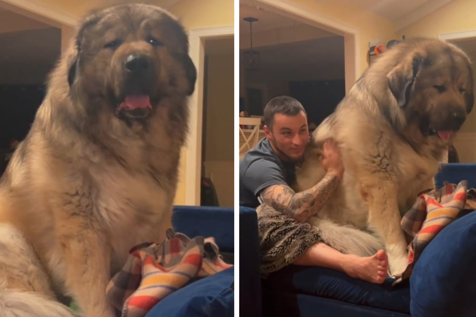 What dog is this? Millions marvel at this giant!