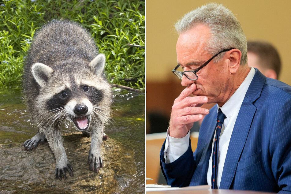 A recently published book claims health secretary Robert F. Kennedy Jr. once castrated a dead racoon so that he could study its genitals later.