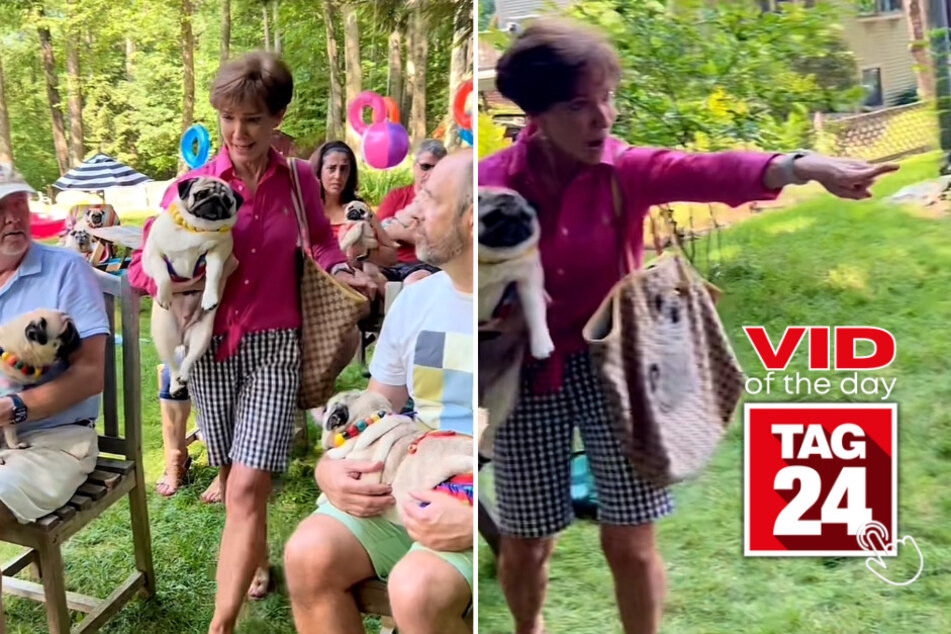 Viral Video of the Day for July 27, 2023: Hilarious pugs take on viral "lady on the plane" clip