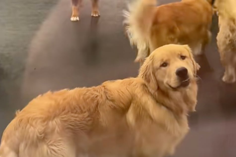 Dog's touching reaction to seeing mom after first day of daycare goes viral: "Thank goodness you came back!"