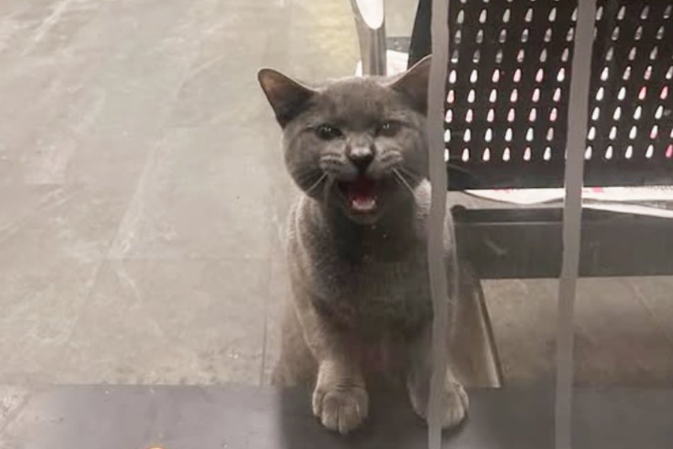 As president of Greenpoint Cats in New York City, Becky Wisdom knows all the tricks of the trade – but she had no idea how to help this cat.