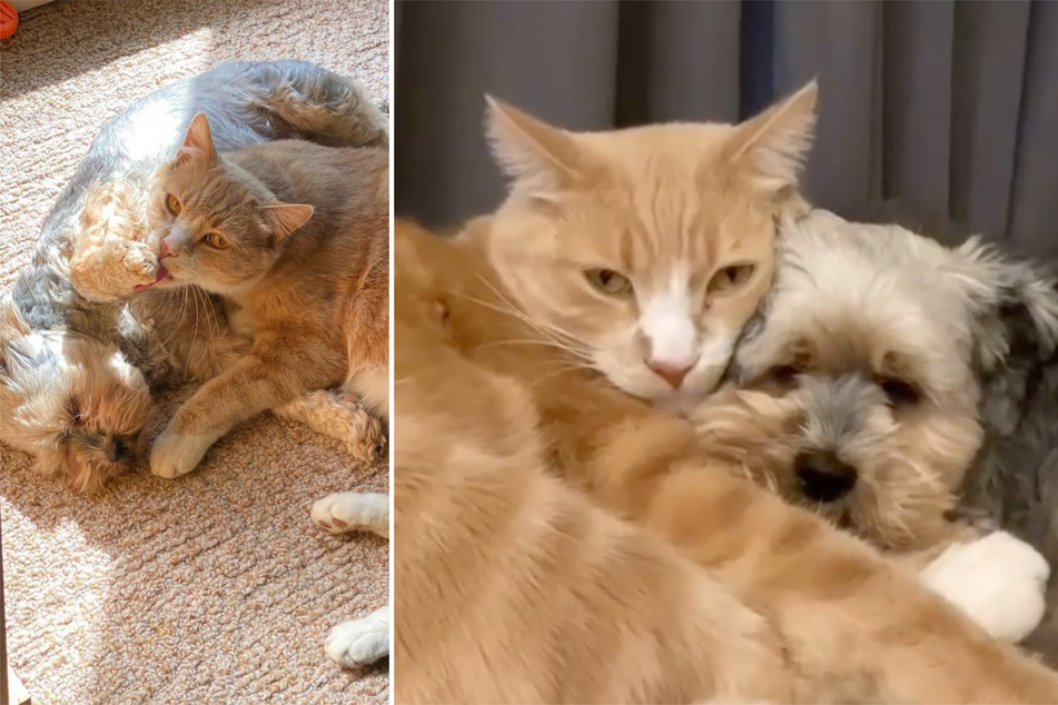 Getting along like cats and dogs: these two fluffy friends are melting TikTok users' hearts!