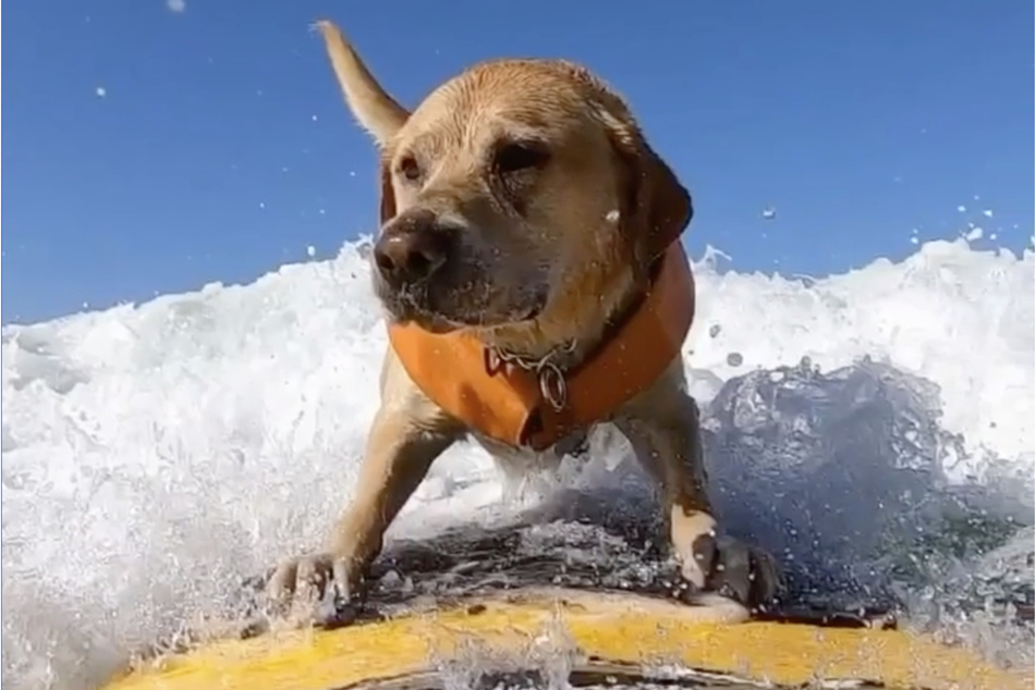 Charlie the Labrador took second place in the Large/XL Dogs category.