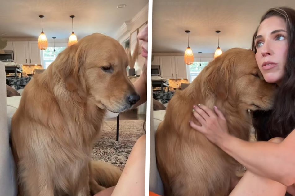 Wally the emotional dog just can't believe it: is Grandma really gone?