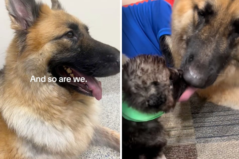 Jenna the dog can finally be happy again now that her puppy is doing better.