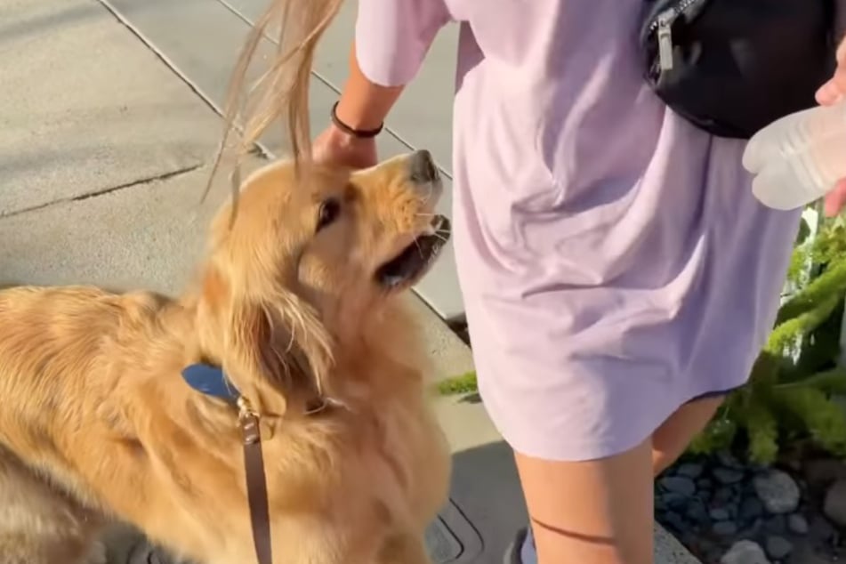 When Sophie Fogelson arrives at Zebby’s side, the walk can finally begin.