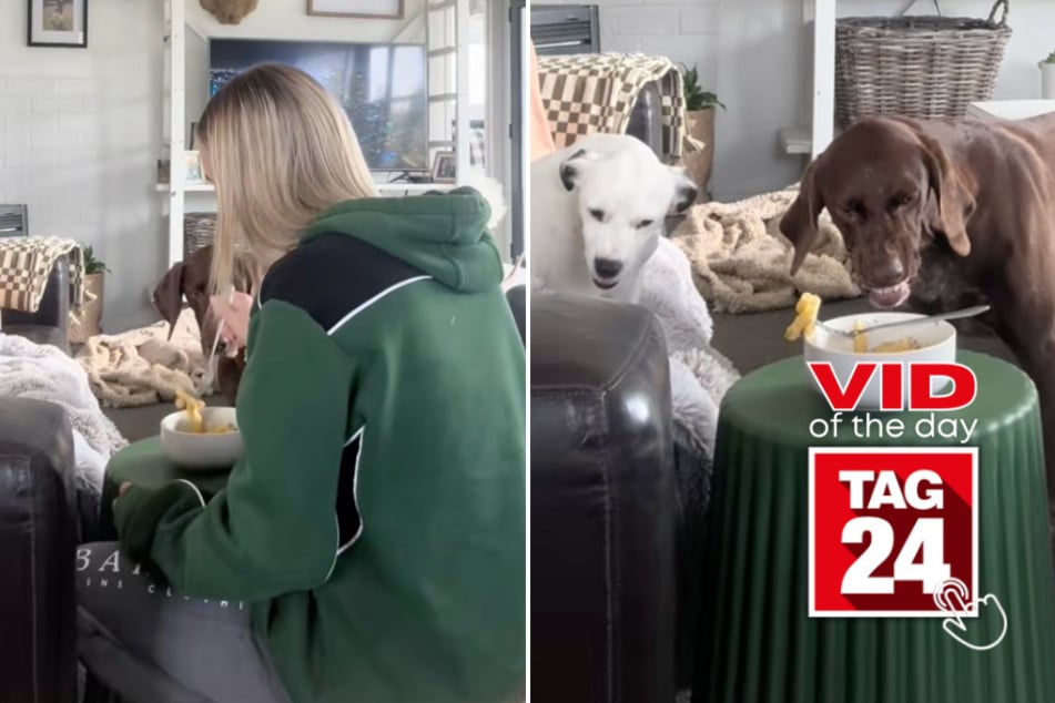 Viral Video of the Day for June 21, 2025: Dogs hilariously lose it over unattended food!