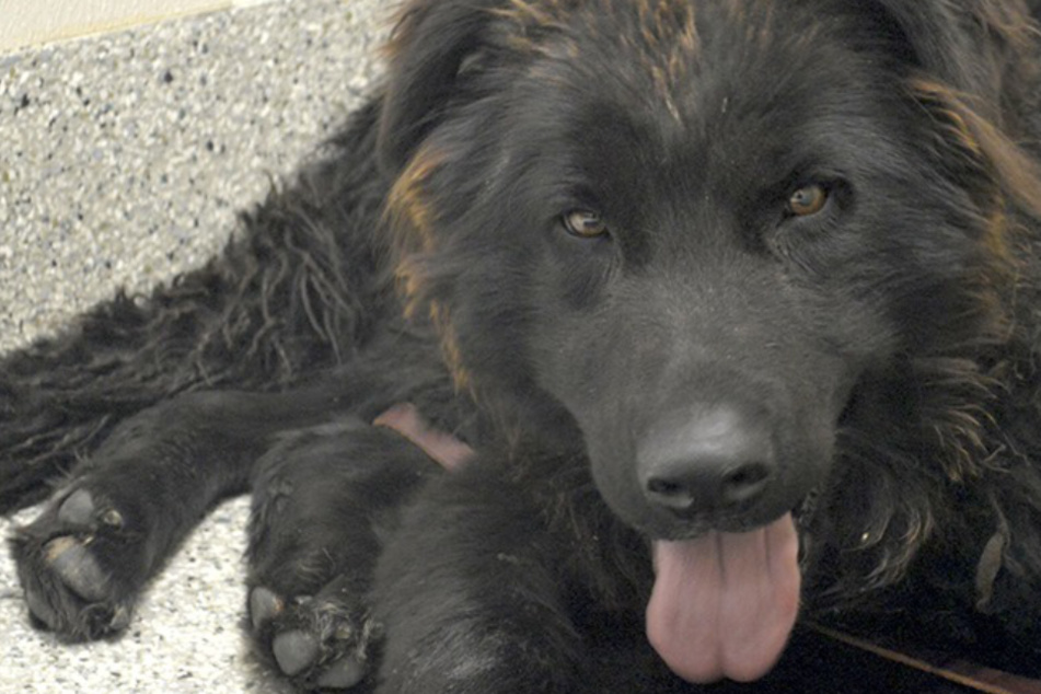 Rescuers of starving dog make a disturbing discovery