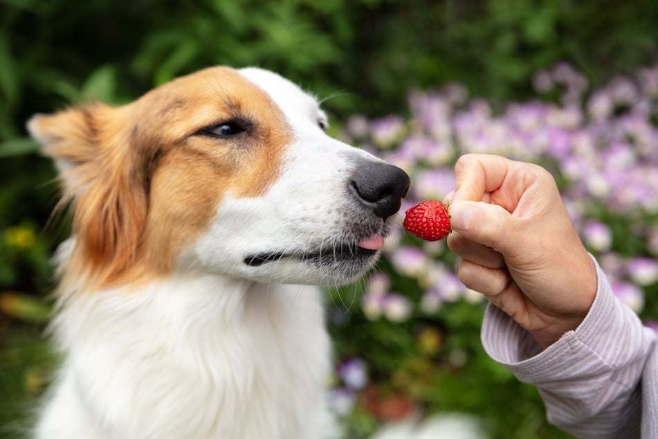How many strawberries can dogs eat before they get sick? Is it safe to feed your dog fruit?