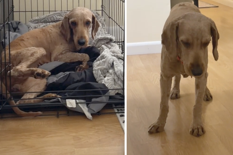 Rescue dog's transformation tugs at heartstrings on TikTok!