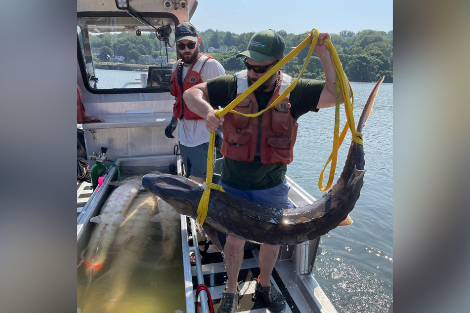 The conservationists carefully examined the enormous fish.