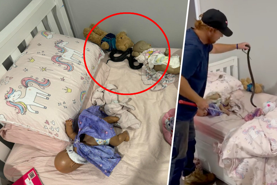 Poisonous snake slithers into child's bed in shocking video
