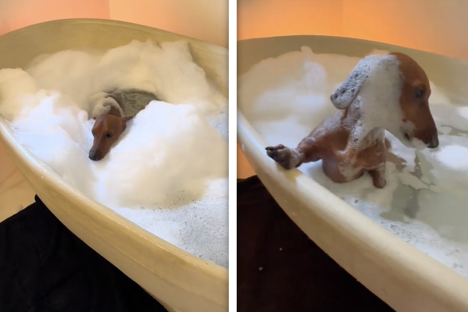 Adorable dachshund gets covered in suds as he dives into bubble bath