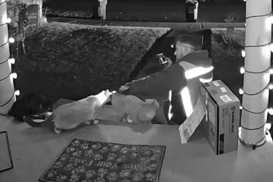 Kade Parson doesn't miss the chance to pet some friendly cats.