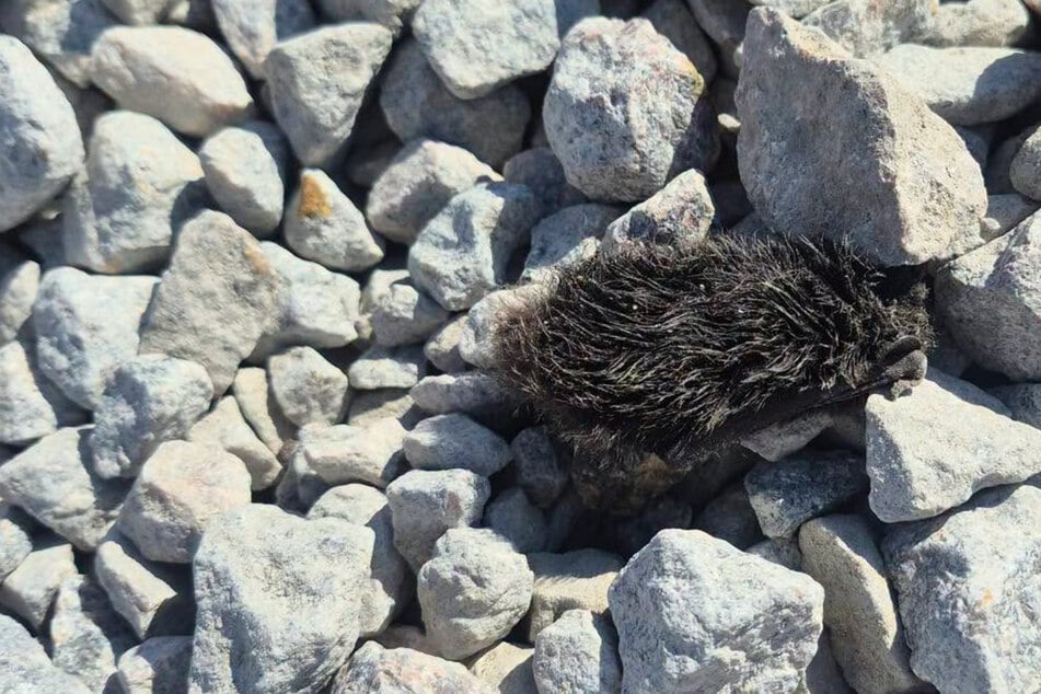 Tiny injured bat rescued from among the rocks: "Someone noticed him and cared enough to take action"