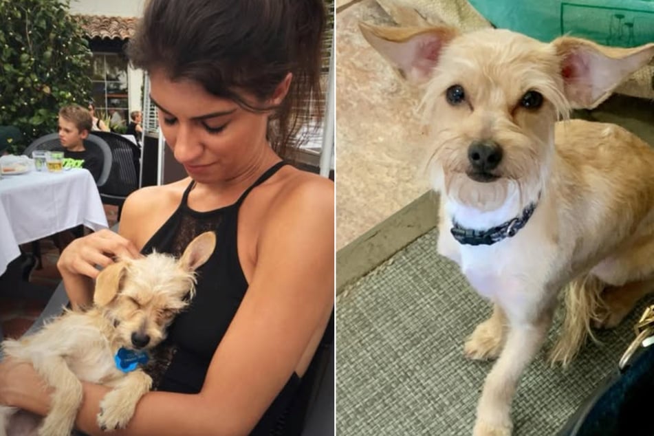 Stella got Cosmo from the animal shelter nine years ago, after the dog had been living on the street.