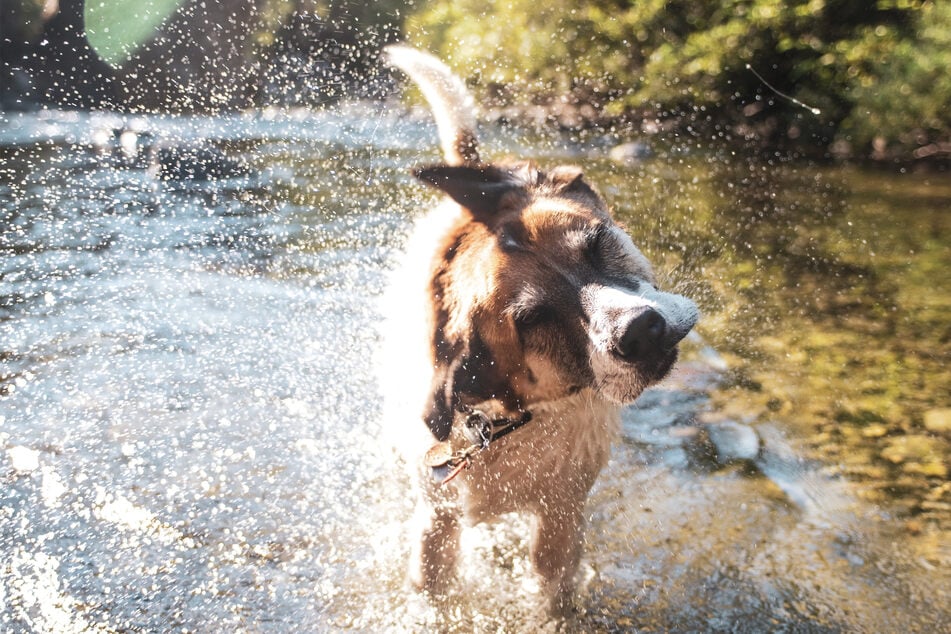 Owning a dog isn't easy, but it is worth it.