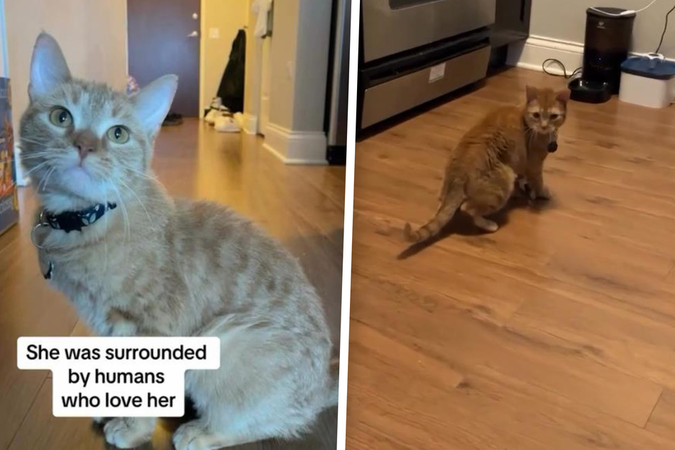 Singing cat's owner shares heartbreaking update about viral kitty