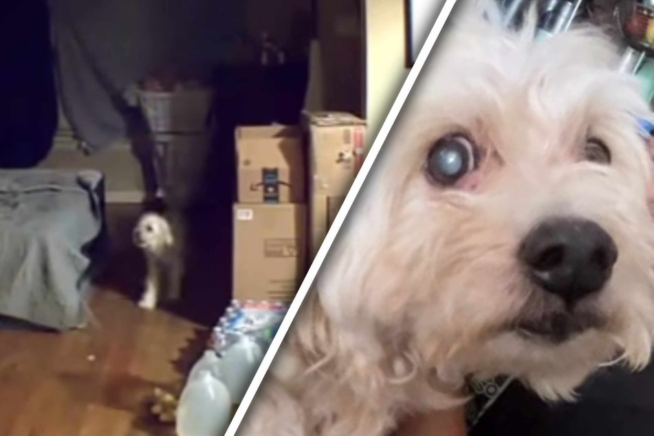 Milo the dog is already 15 years old, but in the surveillance video he howls for the first time since his owner has known him.