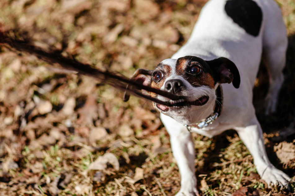 Most disobedient dog breeds: 5 hardest dogs to train