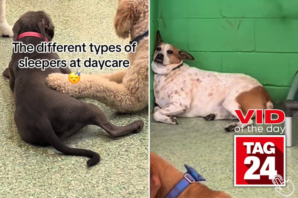 Today's Viral Video of the Day features different techniques dogs use to fall asleep at a doggy daycare!