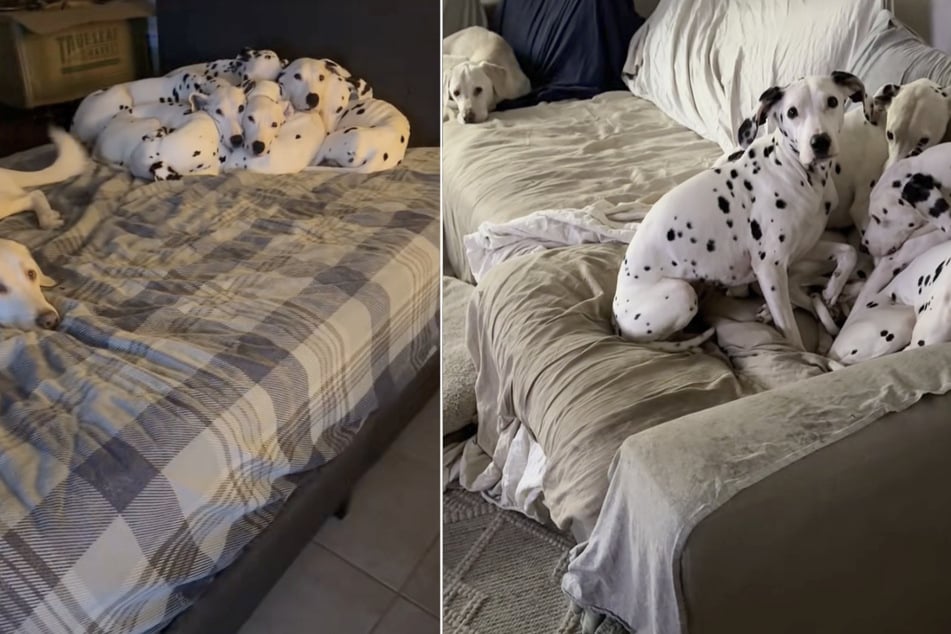 The dog owner asserts that Sonic is alone by choice and does not want to be close to the Dalmatian clique.