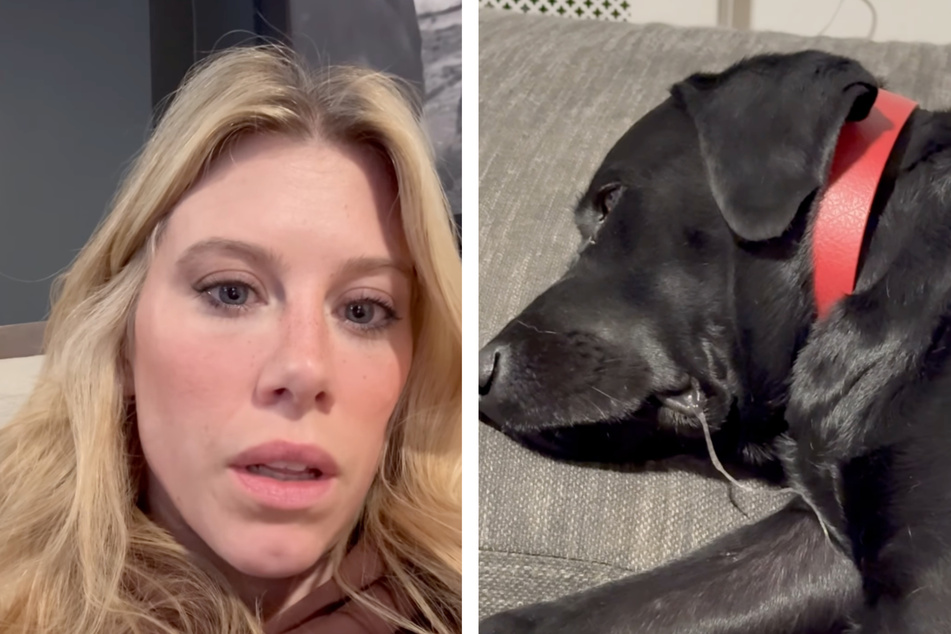 Ashley Culver tells in her video that her dog Calli (r.) was traumatized for a long time after the incident.