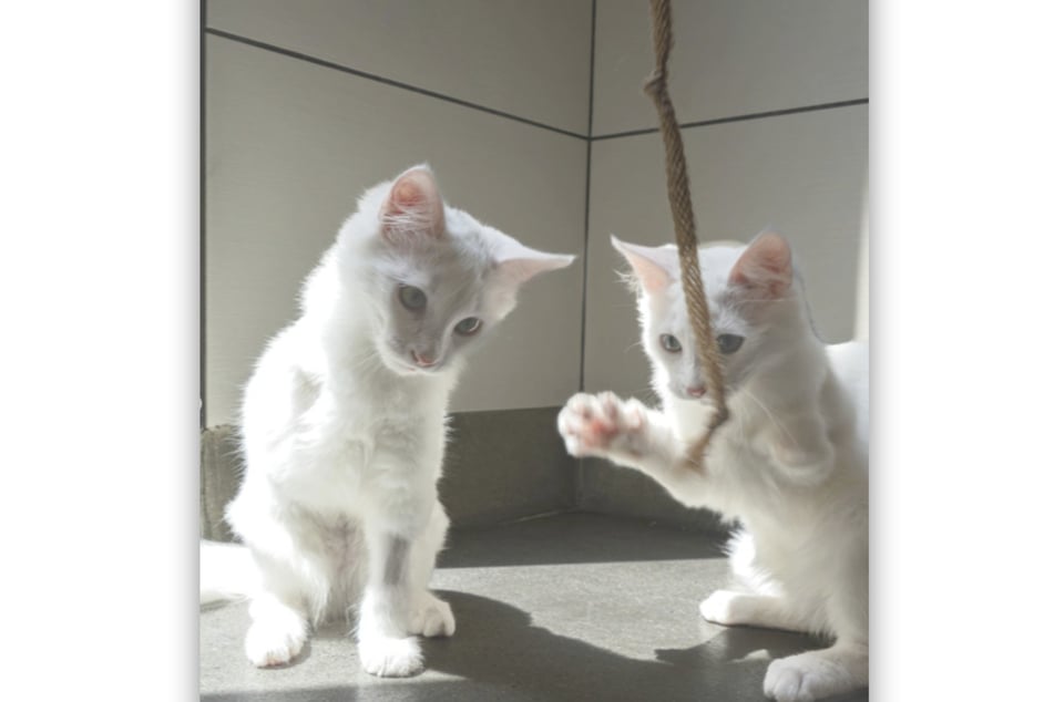 Cats Gelato and Sorbet mirror each other perfectly, giving them an unbreakable bond.