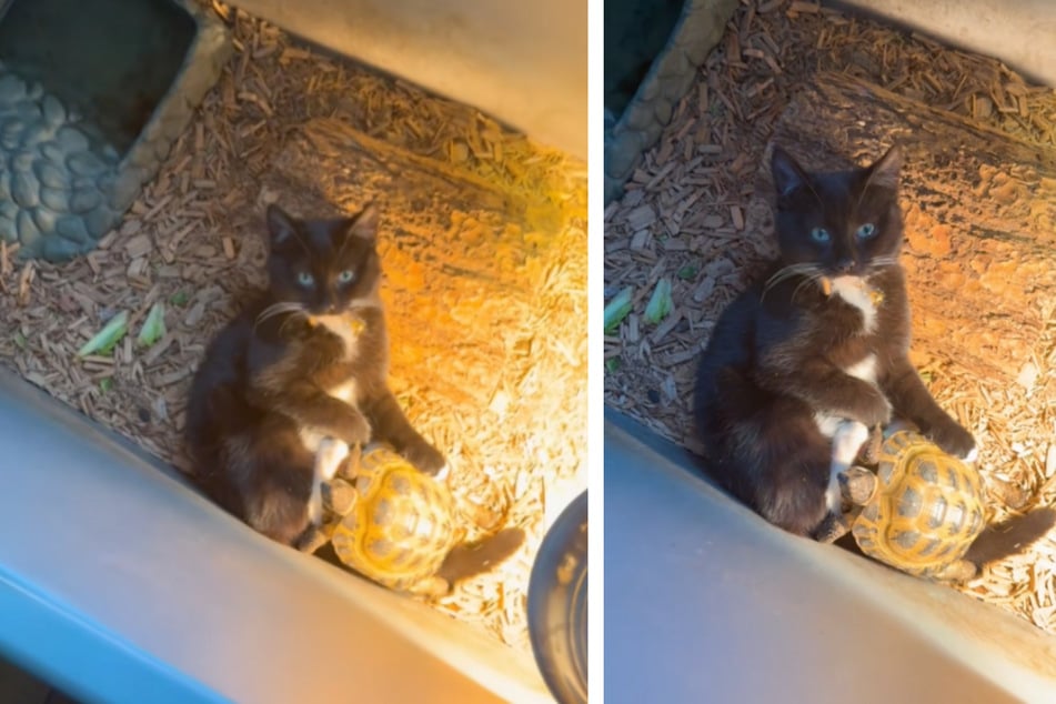 Tortoise bestie? Cat owner is shocked to see where her missing kitty turns up!