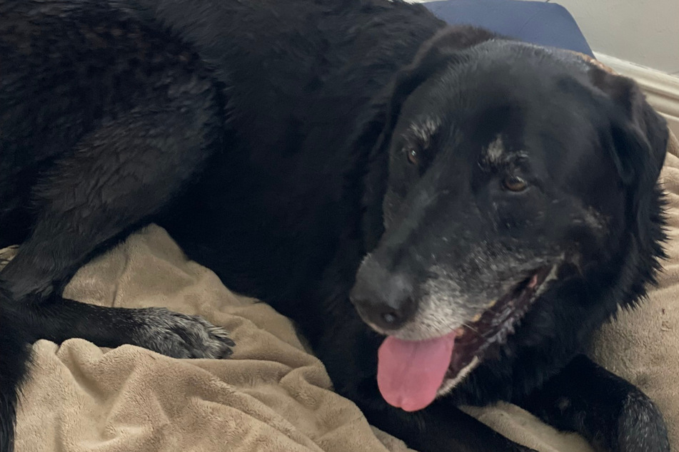 Shy dog gets her happy ending after 10 years in the shelter