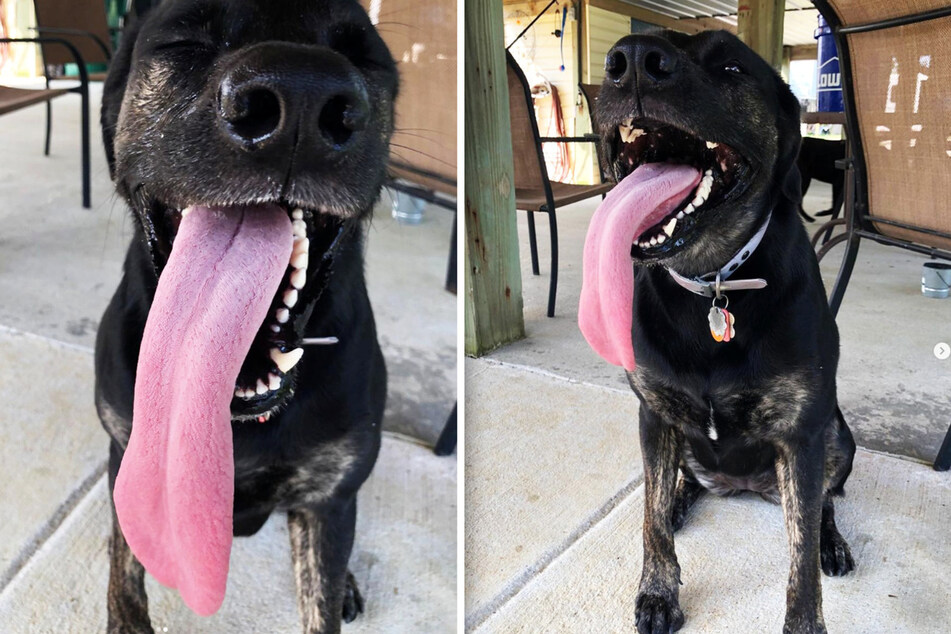 Zoey's tongue is 5 inches long.