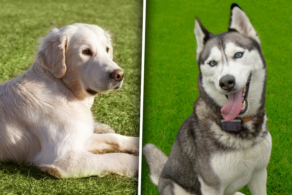 Mixed-breed dog Zade looks really unusual. While it's easy to see that he's descended from a Siberian Husky (r), you really have to look for parts of the Golden Retriever (l) in him.