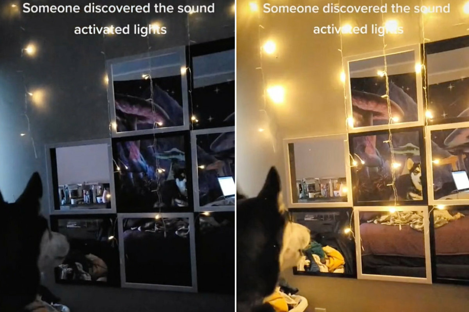 This dog barked his way into the light and TikTok users hearts.