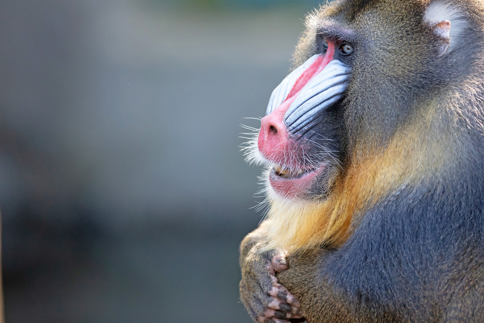 Study on primates re-released into the wild has important implications for animal welfare