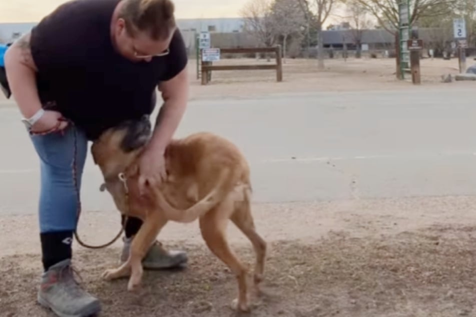 Back at the shelter: Delilah the dog now has to wait for a new home.
