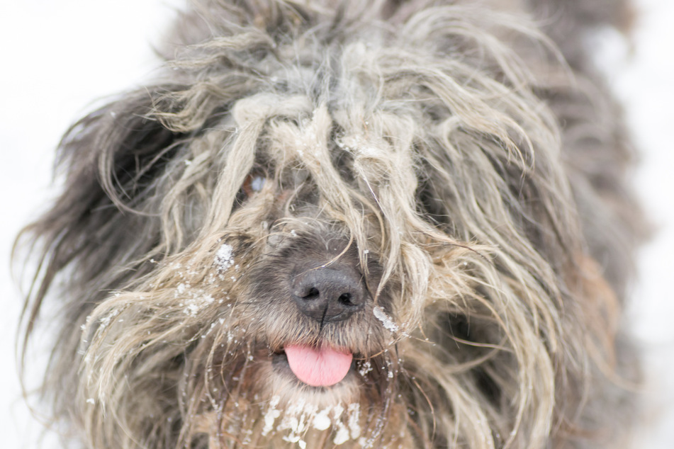 Dogs with matted hair are often very uncomfortable, and they can get very sick.