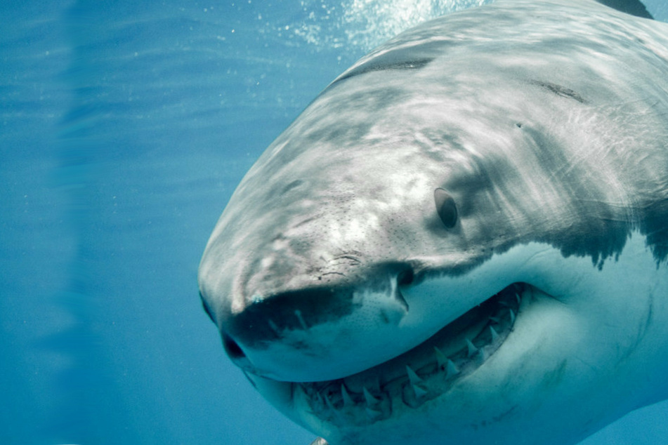 Shark attack off California coast leaves one surfer dead