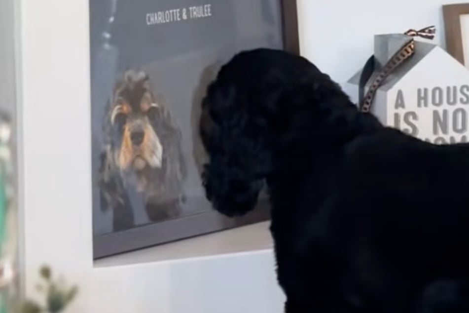 In the heartbreaking video, Moo the dog appears to be mourning the loss of her beloved sibling.