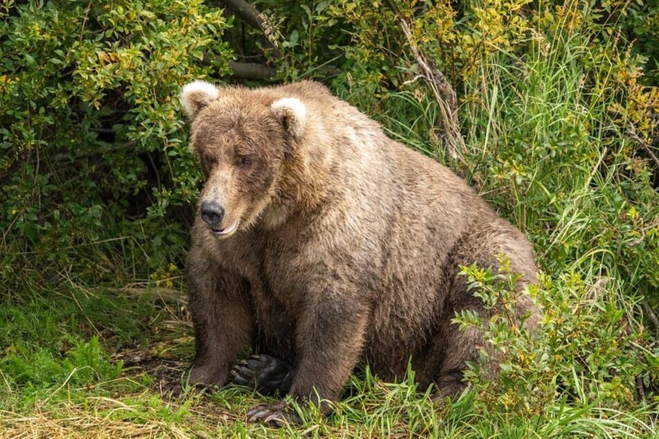 The sow 128 Grazer hasn't won yet but maybe 2022 is her year to claim the crown. She did bulked up well considering she also took care for her cubs for the third summer in a row.