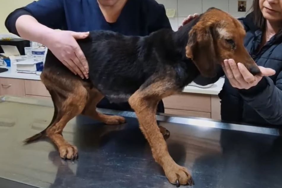 Rescue dog completes incredible transformation after being at death's door