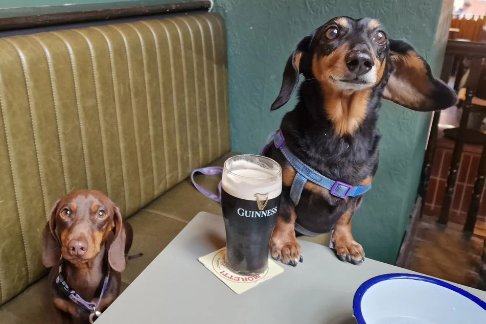 The drinking dog's don't like any beer but Guinness.