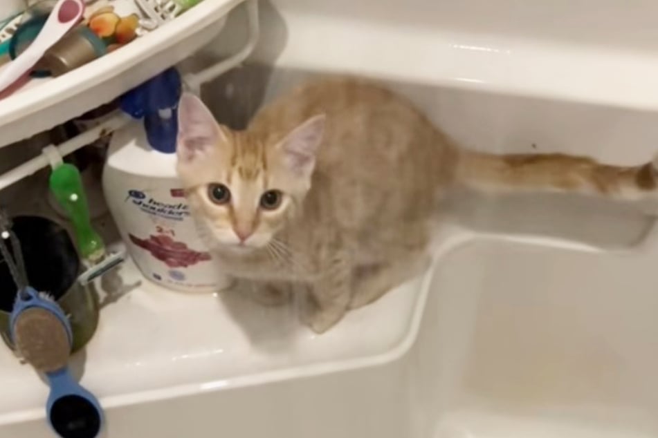 TikTokers think this rescue kitten was worried about his owner!
