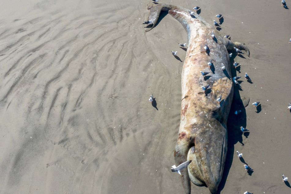 Alarming number of dead whales wash ashore in the San Francisco Bay Area