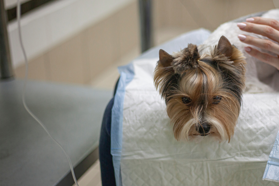 Ticks on dogs: Symptoms, treatments, and everything you need to know